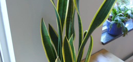 Snake plant is great for purifying the air inside your house